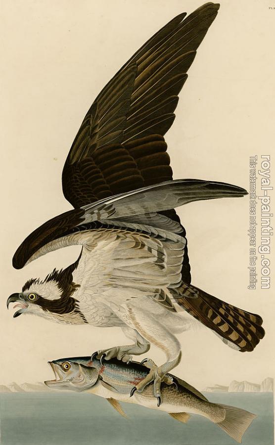 John James Audubon : Fish hawk or osprey